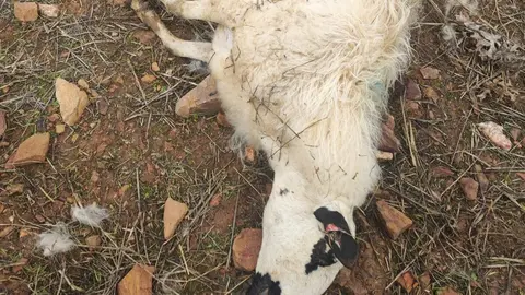 Lobada, oveja muerta