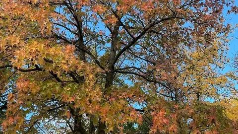 Otoño en Zamora