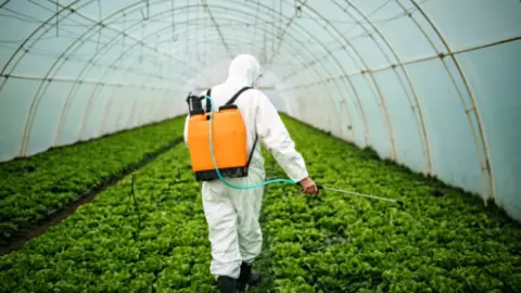 Uso de herbicidas en un invernadero. Fotografía de archivo