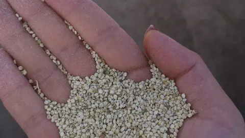 quinoa