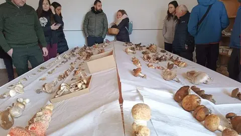 Granja de Moreruela se va de setas (2)