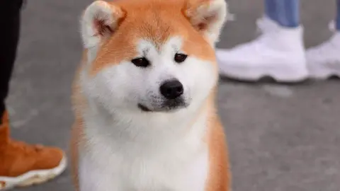 Un perro en el concurso canino de Benavente