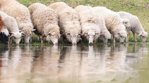 Ovejas bebiendo en una balsa de agua. Fotografía de archivo