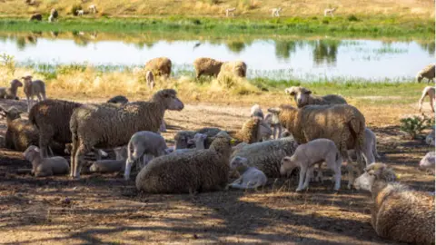 Ovejas bebiendo en una balsa de agua. Fotografía de archivo