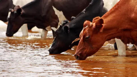 Vacas bebiendo en una balsa de agua. Fotografía de archivo