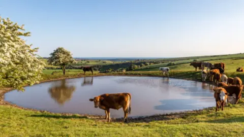 Vacas bebiendo en una balsa de agua. Fotografía de archivo