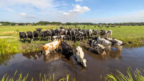 Vacas bebiendo en una balsa de agua. Fotografía de archivo