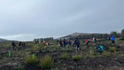 Reforestación Sierra de la Culebra _3