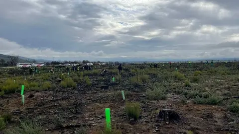 Reforestación Sierra de la Culebra _5