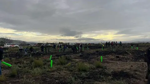 Reforestación Sierra de la Culebra _4