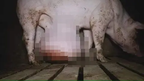 un cerco con un tumor