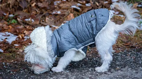 perro en la calle foto de archivo