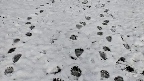 huellas de oso en la nieve. Imagen twitter Naturaleza CYL