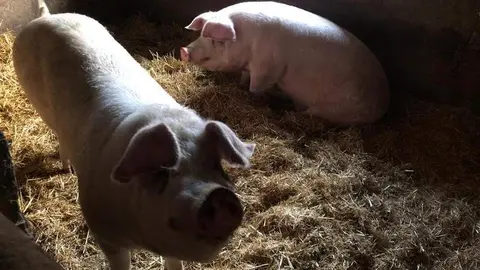 matanza en el Tera _2