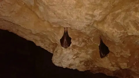 murciélagos