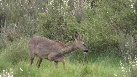 Macho corzo en la Sierra de la Culebra