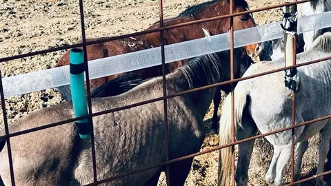 PACMA denuncia la presencia de caballos malnutridos y un cadáver en una explotación ganadera en Valladolid