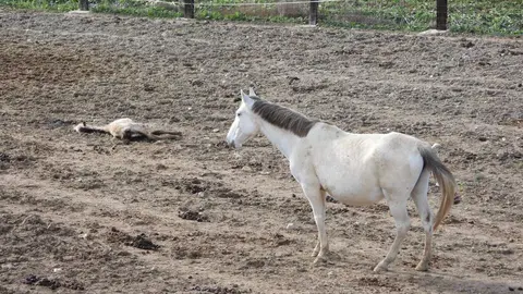 PACMA denuncia la presencia de caballos malnutridos y un cadáver en una explotación ganadera en Valladolid