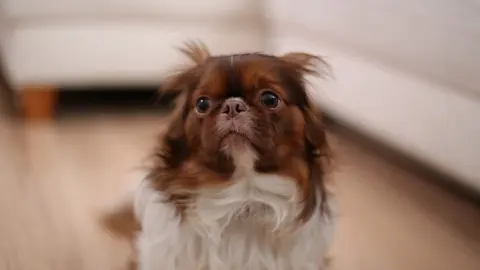 Perro asustado por petardos