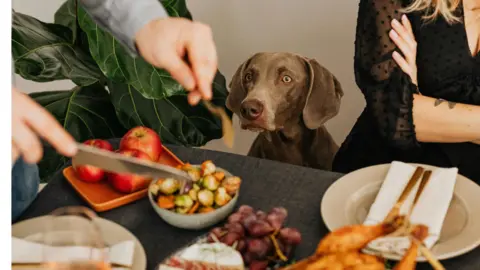 Perro comida navideña