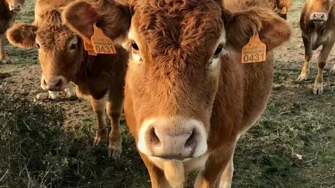 Explotación en extensivo en Sayago. Fotografía: CEDIDA