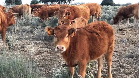 Explotación en extensivo en Sayago. Fotografía: CEDIDA