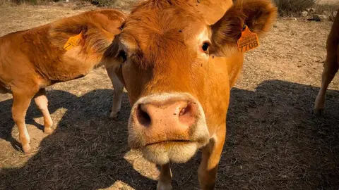 Explotación en extensivo en Sayago. Fotografía: CEDIDA