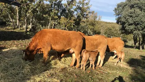 Explotación en extensivo en Sayago. Fotografía: CEDIDA