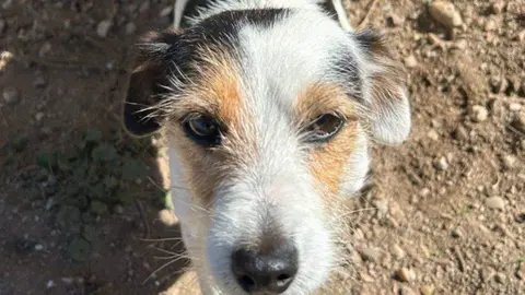 Perra desaparecida en Moraleja del Vino