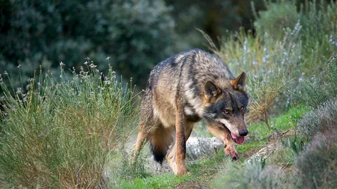 Lobo ibérico