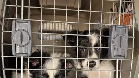 La Policía Nacional han desarticulado una organización criminal presuntamente dedicada a la importación, cría y venta ilegal de cachorros