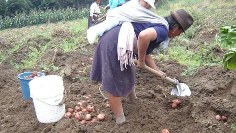 Proyecto de producción alimentaria en Ecuador financiado por la Junta