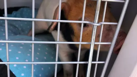 Cerdito rescatado en Valladolid