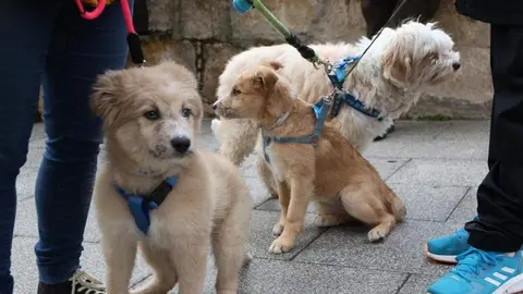 bendici&oacute;n de animales _6