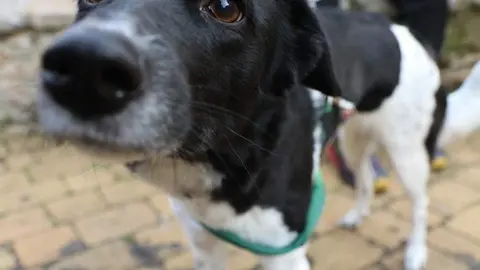 bendici&oacute;n de animales _7