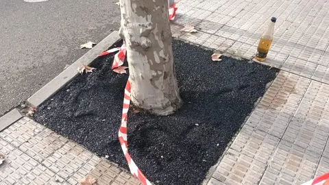 Estado en el que han qudado algunos de los alcornoques drenantes colocados en Santiago Alba Bonifaz. Fotografía: CEDIDA