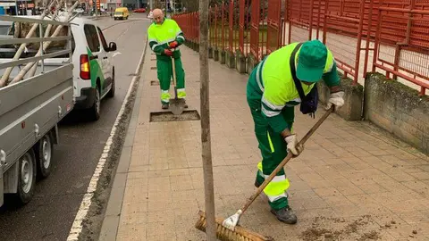 reposición arbolado