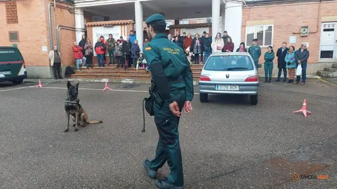 Exhibición de los perros de la Comandancia de la Guardia Civil de Zamora_8