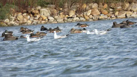 Aves en las Lagunas de Villafáfila