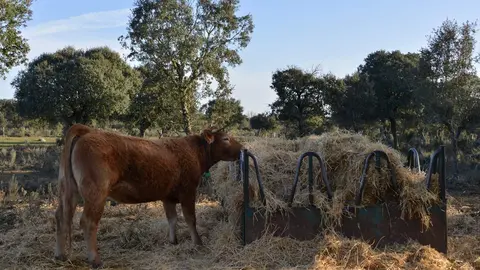 Vaca limusina en una explotación de Sayago