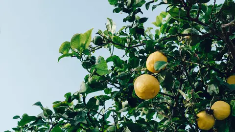 Limones en un árbol