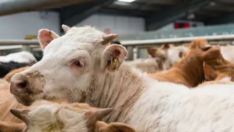 Ganado vacuno en un matadero. Fotografía de archivo