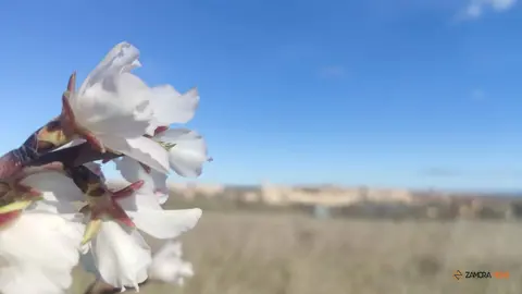 Almendros en flor a las afueras de Zamora