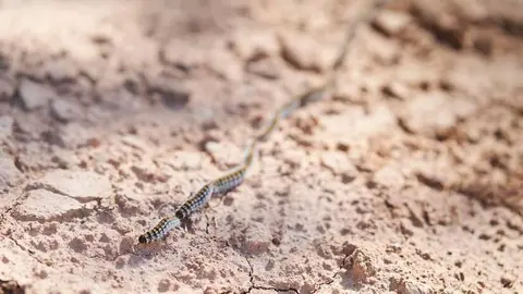 Oruga procesionaria. Imagen de archivo