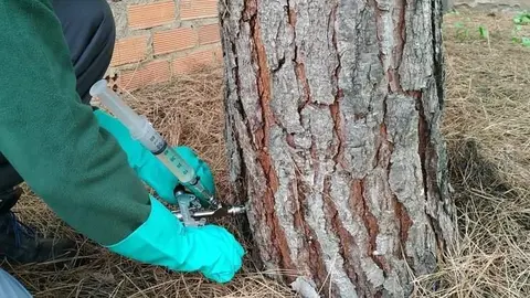 Tratamiento contra la procesionaria. Imagen de archivo