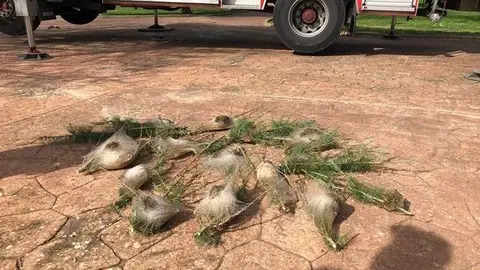 Nidos de procesionaria en Benavente vía Interbenavente.es