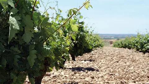 Viñedos de la bodega Elías Mora