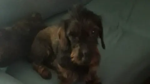 Perro Tecker desaparecido en Zamora