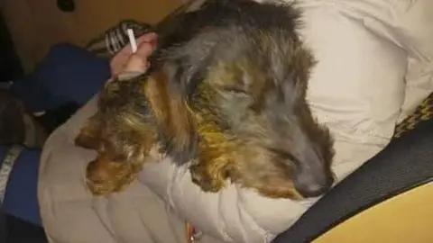Cloe, la perrita teckel extraviada en Zamora regresa a manos de su dueña