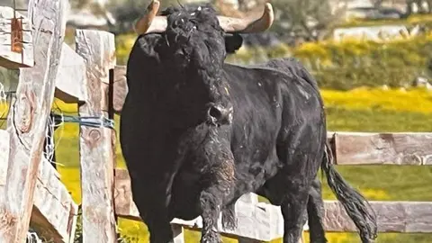 Meloso vía Interbenavente.es